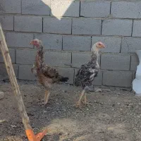 مرغ لاری برزیل، 15 ماهه، در شهرستان