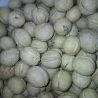 گردو خوشمزه