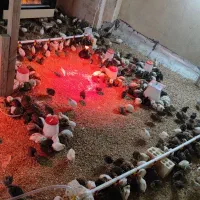 جوجه بلدرچین 17روزه