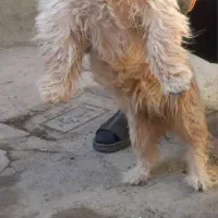 پاکوتاه شیتزو|سگ|تبریز, |دیوار