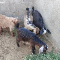 بز غاله ماده