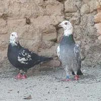 کفتر آلمانی بزک مسافتی