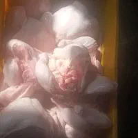 ران.مرغ|خوردنی و آشامیدنی|کرمانشاه, |دیوار