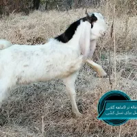 فروش تعدادی بزغاله اصل و یک نر ویک بز|حیوانات مزرعه|بوکان, |دیوار