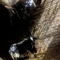 کاو|حیوانات مزرعه|شیراز, شاپورجان|دیوار