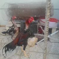 خروس مرغ لاری