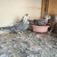 کبوتر پرشی عتیقه