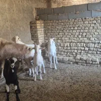 فروش ۷تا کره چپیش