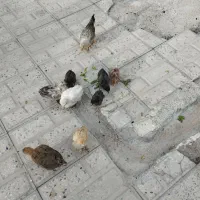 جوجه|حیوانات مزرعه|یاسوج, |دیوار