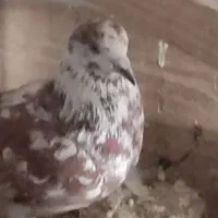 کبوتر کفتر گمشده