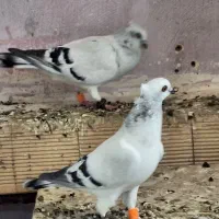 کبوتر شامی