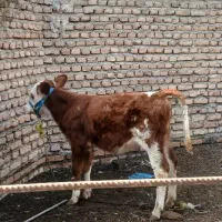 گاو|حیوانات مزرعه|آق قلا, |دیوار