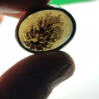 کلکسیونی تک