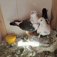 کفتر پلاکی نرماده گلی ماده سرور کرم