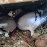 7 عدد نر و ماده پلاکی