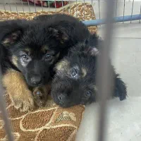 ژرمن شولاین