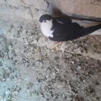 دوتاحیوان فروشی|پرنده|اسفراین, |دیوار