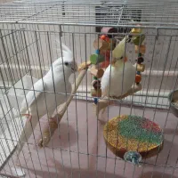 عروس هلندی طوطی