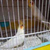 فروش فوری عروس هلندی|پرنده|خرم‌آباد (تنکابن), |دیوار