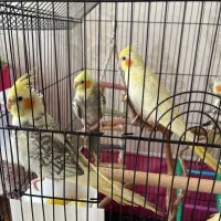 عروس هلندی