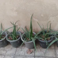 آلوورا عمده