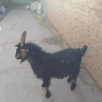 پیش رو|حیوانات مزرعه|بروجن, |دیوار