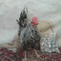 خروس گلین خطی یک دست500 هزار|پرنده|ارژن, |دیوار