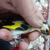 سهره نر و ماده|پرنده|تبریز, |دیوار