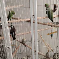 شاه طوطی اسکندراصل وعروس هلندی دستی ومینا|پرنده|اصفهان, گلستان|دیوار