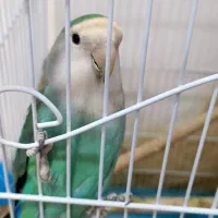 عروس هلندی و کوتوله|پرنده|رفسنجان, |دیوار