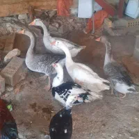 دو عدد غاز نر یک خروس لاری