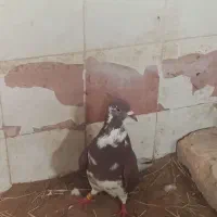 نرو ماده|پرنده|نیمروز, |دیوار