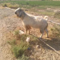 نری چاق فروشی|حیوانات مزرعه|کهنوج, |دیوار