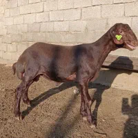 بره قوچ همو نیمه لخت، بره قوچ هترو نیمه لخت،