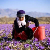 نیروی کار برای جمع آوری زعفران