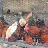 مرغ و خروس محلی