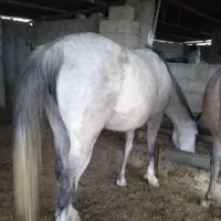 اسب ترکمن ابستن چندروز مانده به زایشش با کره یکسال