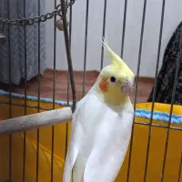 نروماده عروس هلندی