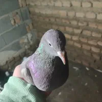 دونهی۳۰۰۰۰۰۰|پرنده|آق قلا, |دیوار