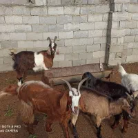 بز های ماده|حیوانات مزرعه|بندر ترکمن, |دیوار