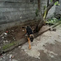 سگ ژرمن شپرت کلاسیک|سگ|قائم‌شهر, |دیوار