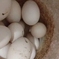 تخم اردک اسرائیلی(روسی)