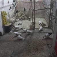 خرید فروش کبوتر