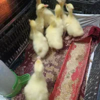 جوجه قوغاز چینی گردن ماری .با کیفیت