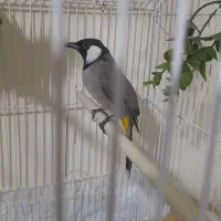 سهره ناب سردسیر