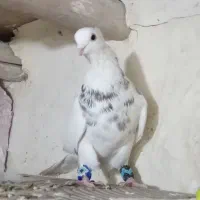 کبوتر طوقی پاک