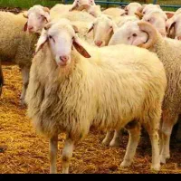 تخفیف ویژه تاسه روز بره نرگوسفند