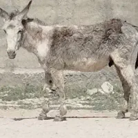 کره الاغ نر هنوز سواری نشده