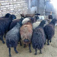 ۱۴ ده رس میش دودنداند