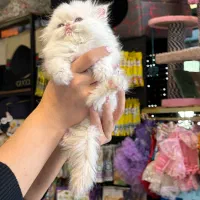 گربه پرشین اگزوتیک